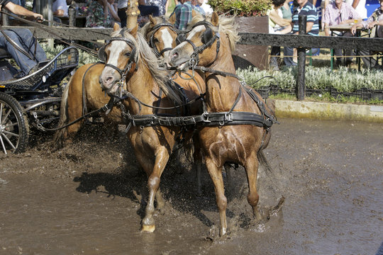 Door de waterbak galopperen met 4 span pony