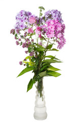 Bouquet of phlox isolated on white background.