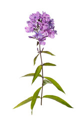 Lilac flox isolated on white background.