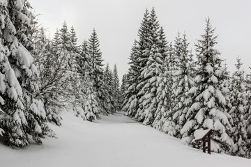 Trail through the winter forest in Karkonosze mountain, Sudety, Poland