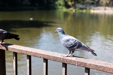 Dove is waiting for food to stand on wood.