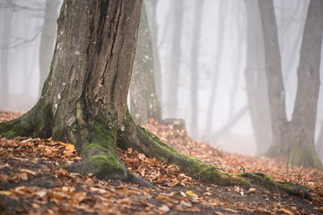 Thick fog in the dark mountain forest in late autumn. Cold waether, winter is comming. Scary woods