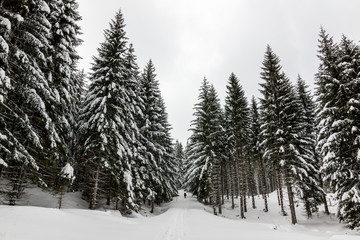 Trail through the winter forest in Karkonosze mountain, Sudety, Poland