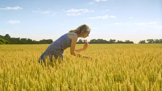 Female agronomist looking wheat ears. Woman in dress walking in wheat field. Beautiful girl in golden wheat harvest field