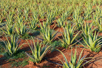 Obraz premium Plantation of aloe vera on the island of Crete, Greece.