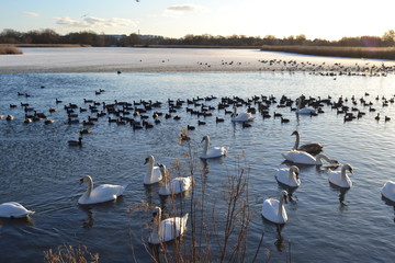 Svans and geese at winter pond