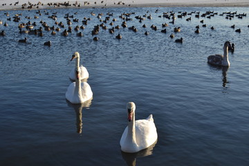 Winter svan lake