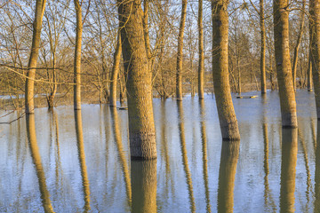 countryside landscape representing flooded trees under rising waters