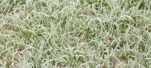 frost grass after a cold night in winter