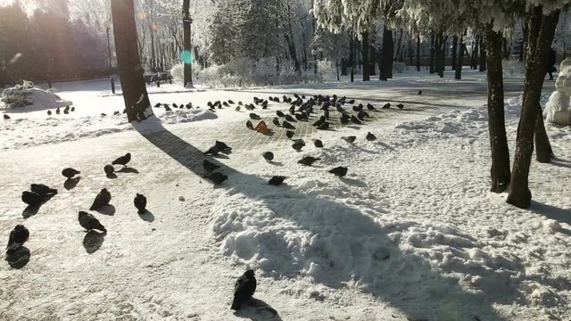 Hungry birds in the city in winter waiting for feeding.