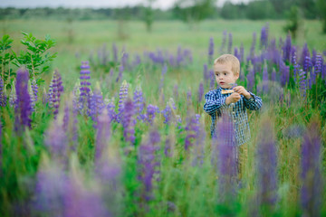 Photo of happiest blond boy in lupine field, hands up. Purple and rose flower, field, lupine, green forest in backgrounds.