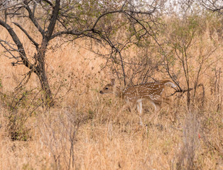 Cheetal deer fawn in Ranthambore National Park, Rajasthan