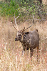 Obraz premium male sambar deer walking in high grass, Ranthambore National Park, Rajasthan