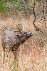 male sambar deer during rutting in high grass, Ranthambore National Park, Rajasthan