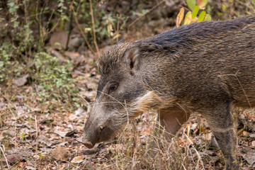 wild boar walking in Ranthambore National Park, Rajasthan