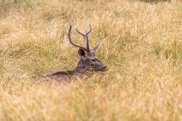 male sambar deer lying in high grass, Ranthambore National Park, Rajasthan