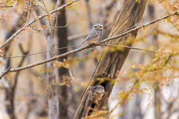 spotted owlet in Ranthambore National Park, Rajasthan