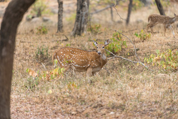 Cheetal deer in Ranthambore National Park, Rajasthan