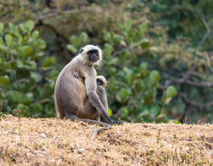 Hanuman Langur mother with baby, Ranthambore National Park, Rajasthan