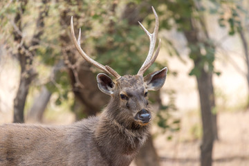 Portrait of a male Sambar deer, Ranthambore National Park, Rajasthan