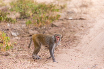 Obraz premium male rhesus macaque crossing the road in Ranthambore National Park, Rajasthan