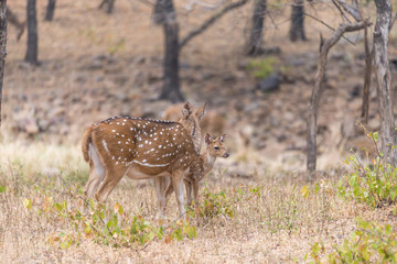 Naklejka na ściany i meble Cheetal deer with fawn in Ranthambore National Park, Rajasthan