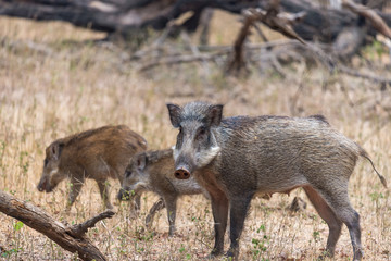 family of wild boar in Ranthambore National Park, Rajasthan