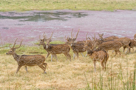 group of Cheetal deer, Ranthambore National Park, Rajasthan