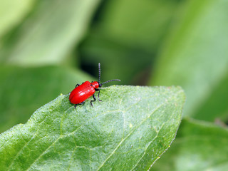 Lilienhähnchen