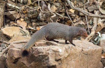 ruddy mongoose in Ranthambore National Park, Rajasthan
