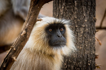 portrait of a hanuman langur, Ranthambore National Park, Rajasthan