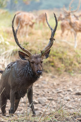 Male Sambar deer after a mud bath in Ranthambore National Park, Rajasthan