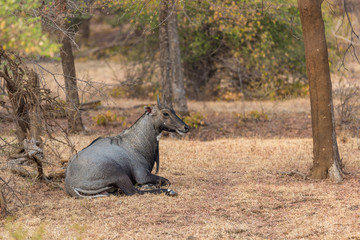 lying male Nilgai Antilope in Ranthambore National Park, Rajasthan
