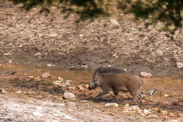 wild boar in Ranthambore National Park, Rajasthan