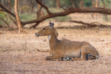 lying famale Nilgai Antilope in Ranthambore National Park, Rajasthan