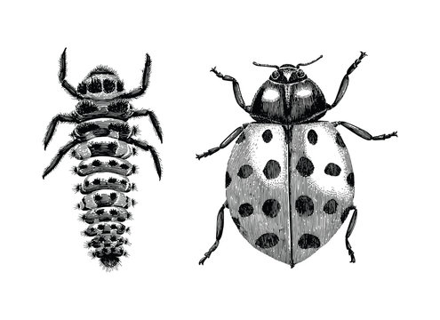 Multicolored Asian Lady Beetle,Larva and Adult lady beetle hand drawing vintage engraving illustration on white background