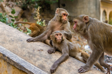 Group of Rhesus macaques at Galta Ji Hanuman Temple in Jaipur, Rajasthan