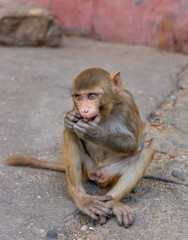Rhesus macaque at Galta Ji Hanuman Temple in Jaipur, Rajasthan