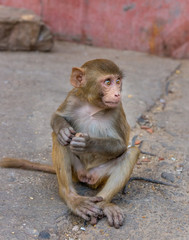 Fototapeta premium Rhesus macaque at Galta Ji Hanuman Temple in Jaipur, Rajasthan