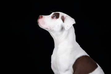 Fototapeta premium Cute American Pit Bull Terrier puppy on a black background