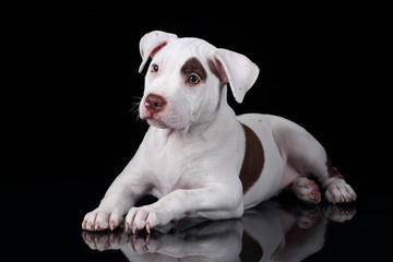 Cute American Pit Bull Terrier puppy on a black background