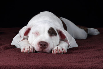 Cute sleeping puppy American Pit Bull Terrier