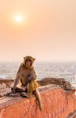 Rhesus macaque on wall high above Jaipur, Rajasthan