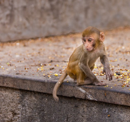 cute baby macaque in Jaipur, Rajasthan