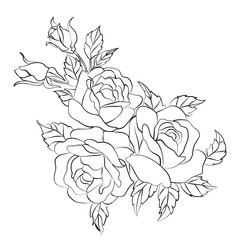 Rose sketch on white background