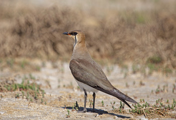  pratincole russia steppe