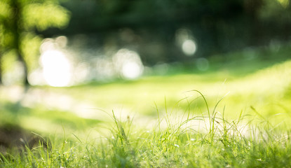 Shiny grass, background