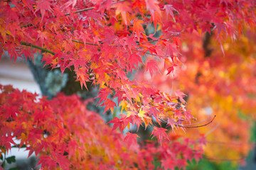 Maple leaves change color in autumn season.