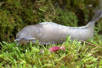 Keelback slug, Limax cinereoniger