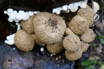 Powdery piggyback, Asterophora lycoperdoides
